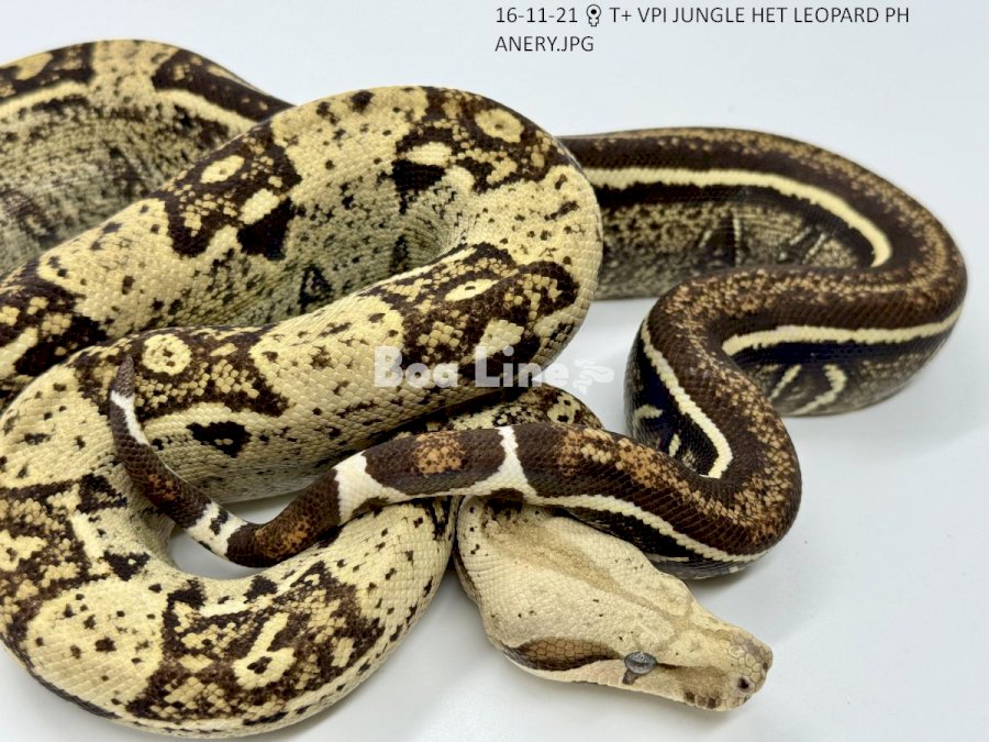 T+ VPI JUNGLE HET LEOPARD PH ANERY 